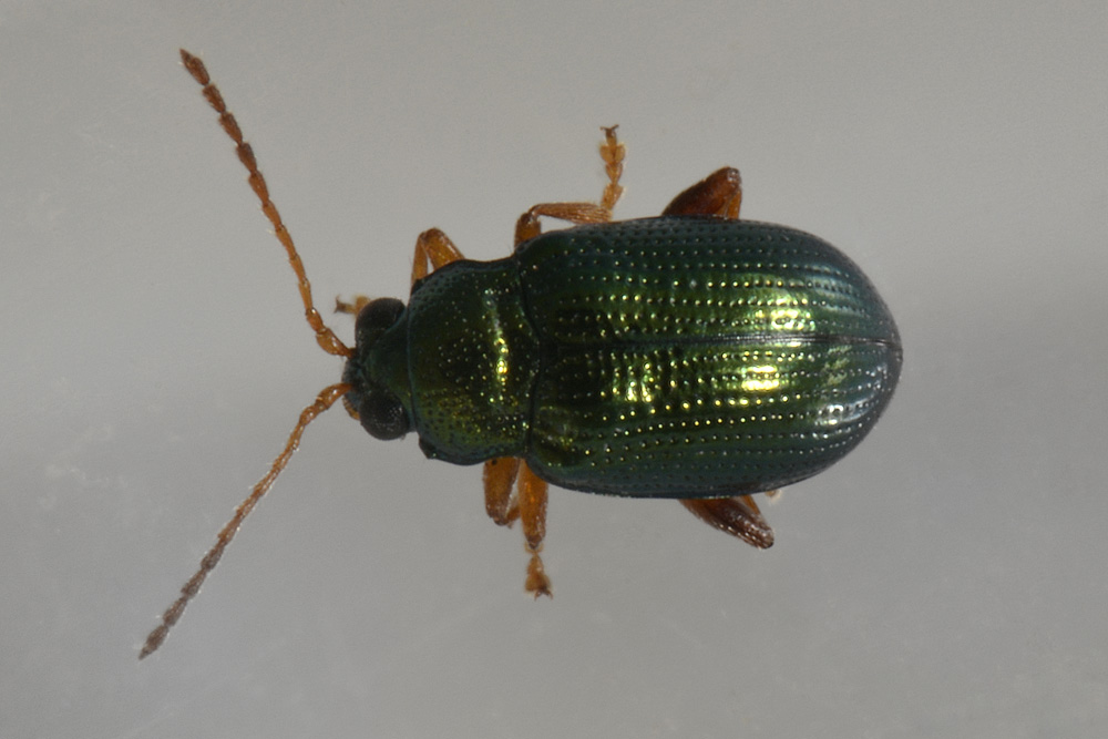Chrysomelidae:  Crepidodera cfr. fulvicornis